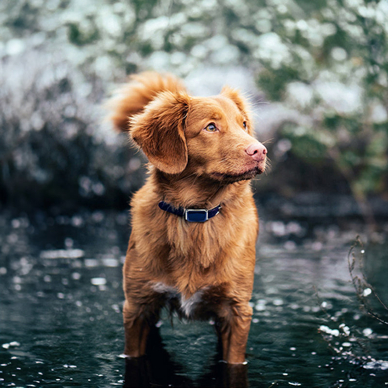 Waterproof Smart GPS Pet Tracker 
