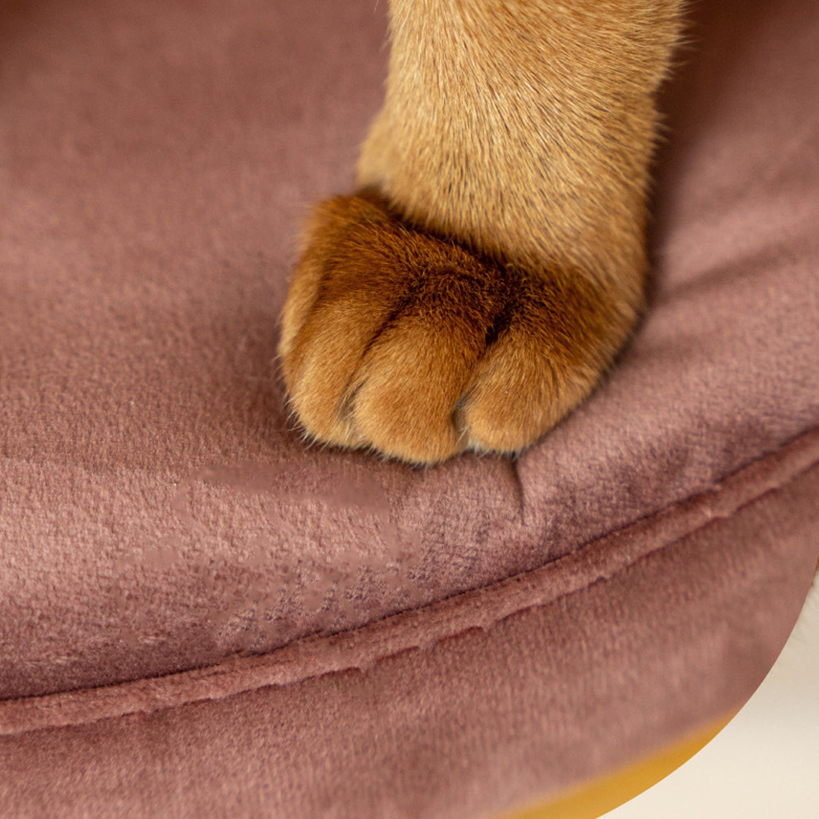 Cozy Cat Bed with Removable Cushion